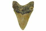 Serrated, Fossil Megalodon Tooth - North Carolina #378095-1